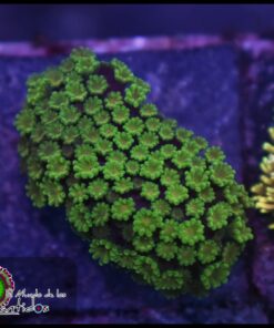 Green microgoniopora