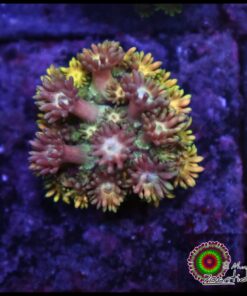 Rainbow goniopora