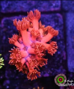 Pink goniopora