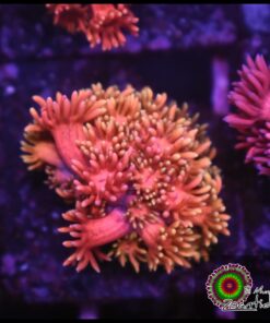 Rainbow pink goniopora