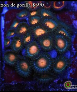Gorilla nipple mini colonia