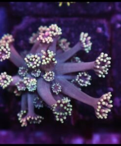 Fastascy goniopora