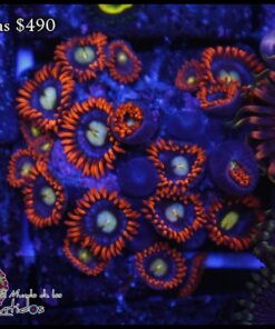 Zoas