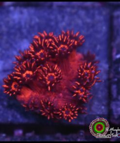 Red goniopora