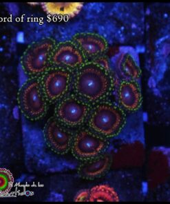 Lord of ring mini colonia