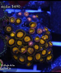 King Midas mini colonia