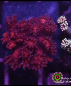 Red goniopora