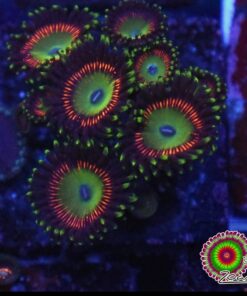 Palys mini colonia