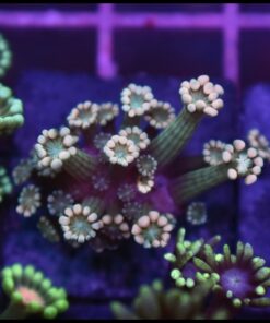 Yellow alveopora
