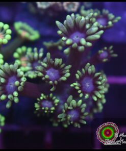Green alveopora