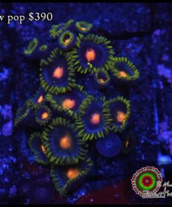 Blow pop zoas