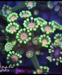 Alveopora ultra