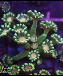 Alveopora peach eye