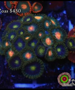 Zoas