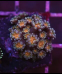 Gold alveopora
