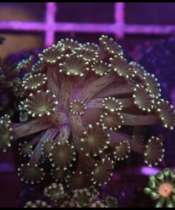 Green alveopora