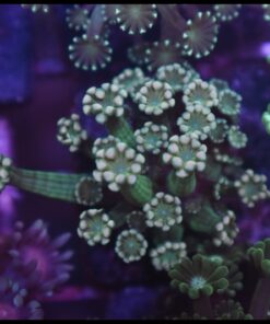 Green alveopora