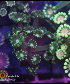 Green alveopora