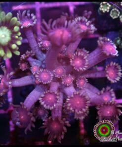 Red eye goniopora