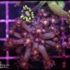 Orange eye goniopora