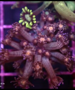 Orange eye goniopora