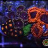Combo zoas