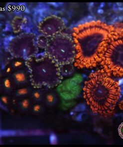 Combo zoas