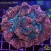 Trachyphyllia
