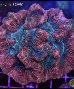 Trachyphyllia