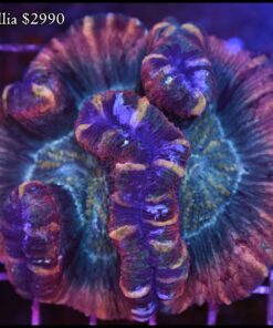 Trachyphyllia