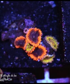 Combo zoas