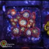 Lava burst zoas