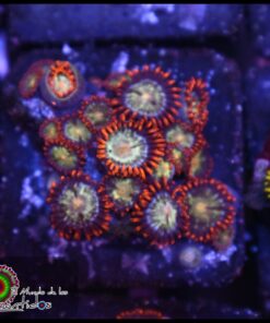 Lava burst zoas