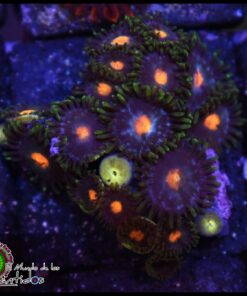 Zoas