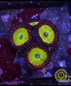 Rainbow palys