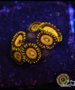 Mustard zoa