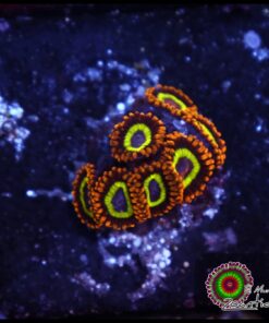 Fruit loops zoas