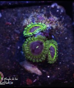 Blue rhino zoanthids