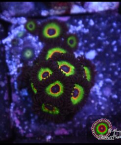 Bob Marley zoas