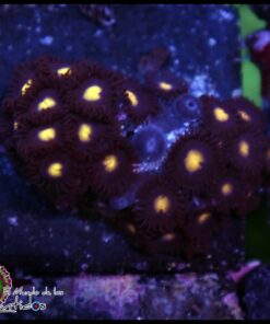 Pacman zoas
