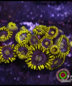 Zoas