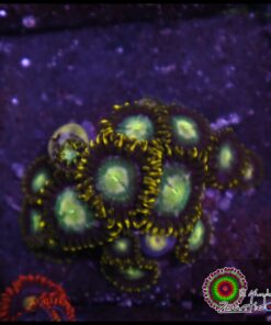 Zoas