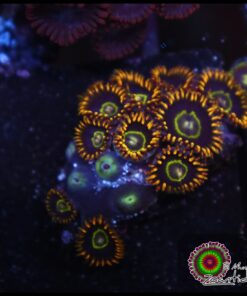 Rainbow hornet