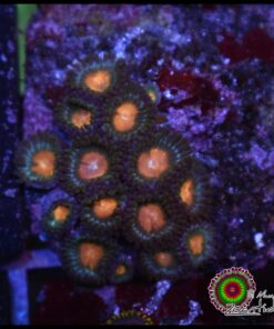 Zoas