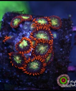 Lava burst zoas