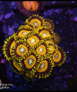 Mustard zoa