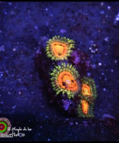 Incinerator zoas