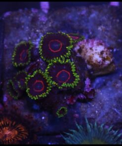 Purple heart zoas