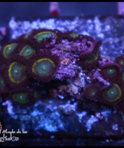 Taffe zoas