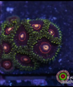 Red ring zoas